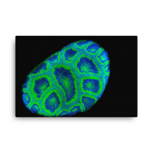 Green Petosky - Canvas - Coral Reef Photography Art