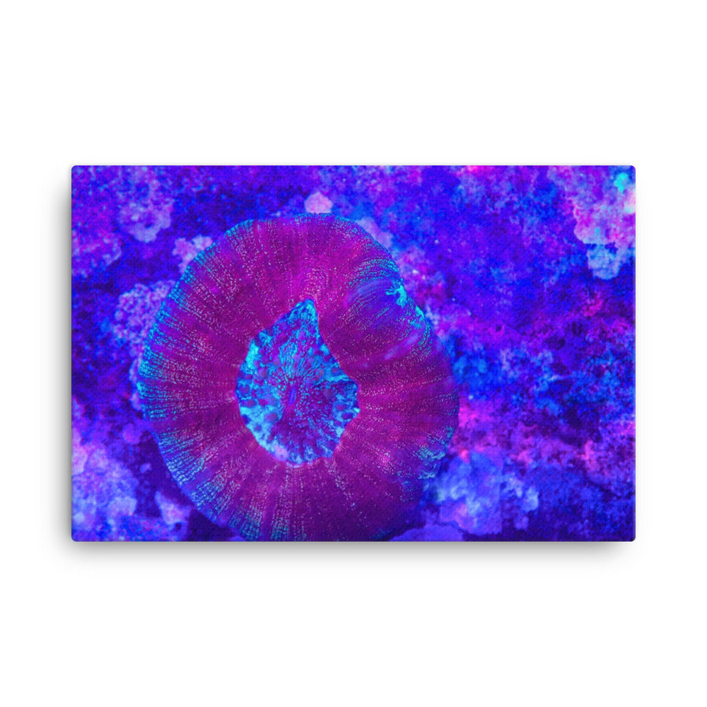 Iridescent Rain - Canvas - Coral Reef Photography Art