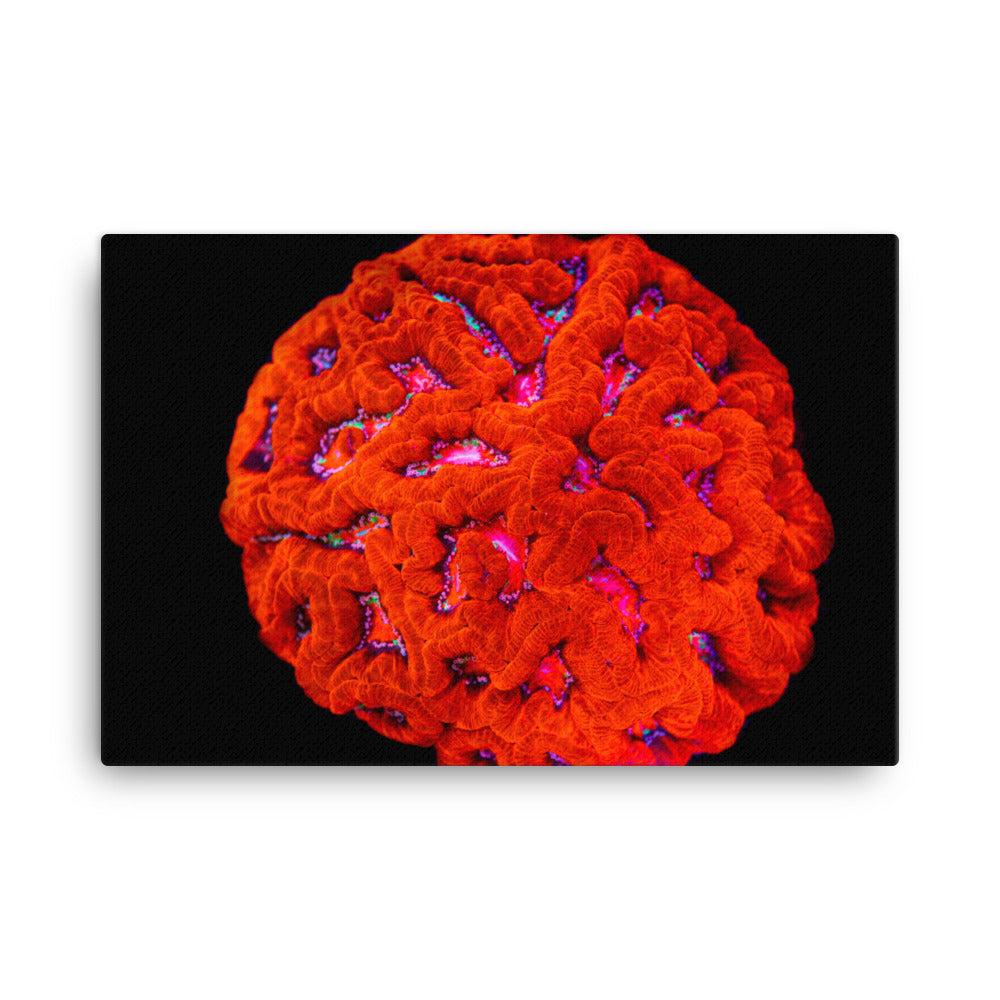 Mars' Craniology - Canvas - Coral Reef Photography Art