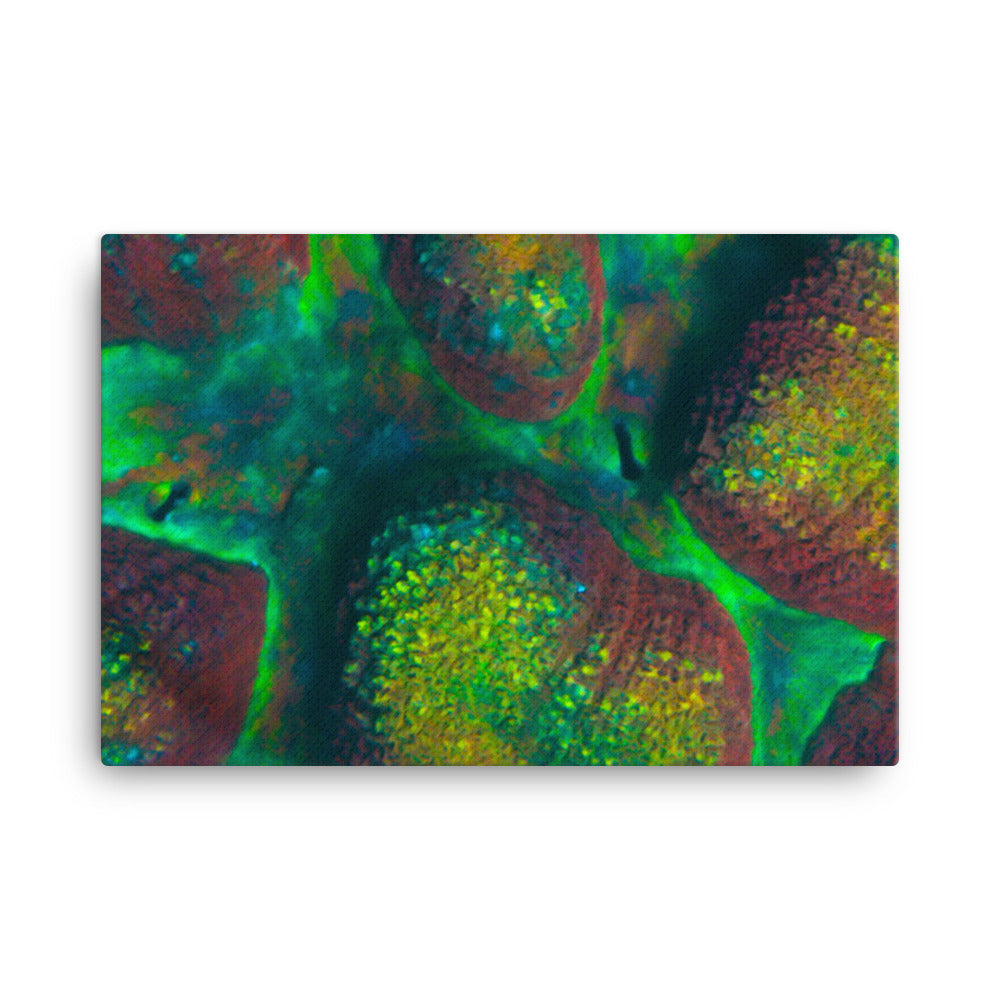 Rainbow Riverside - Canvas - Coral Reef Photography Art