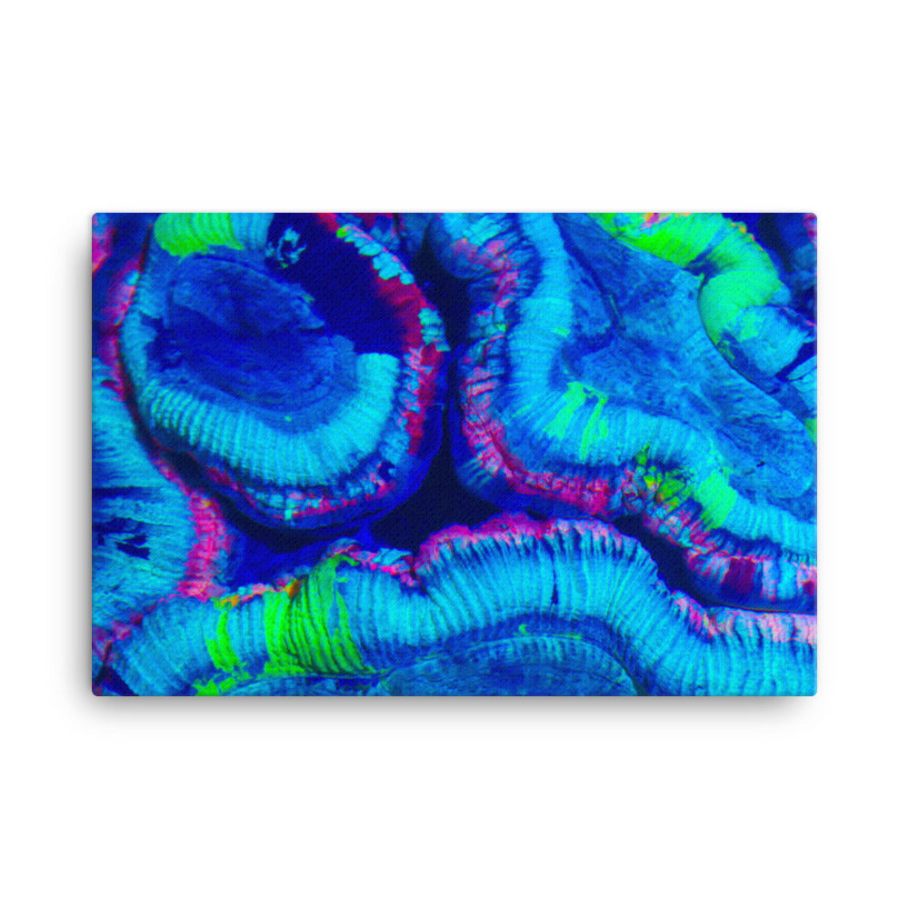 Rave Paint - Canvas - Coral Reef Photography Art