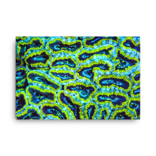 Victors - Canvas - Coral Reef Photography Art