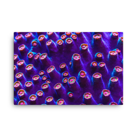 Cavern Wall  - Canvas - Coral Reef Photography Art