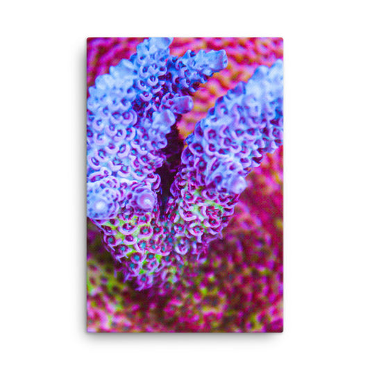 Frosted Tips - Canvas - Coral Reef Photography Art