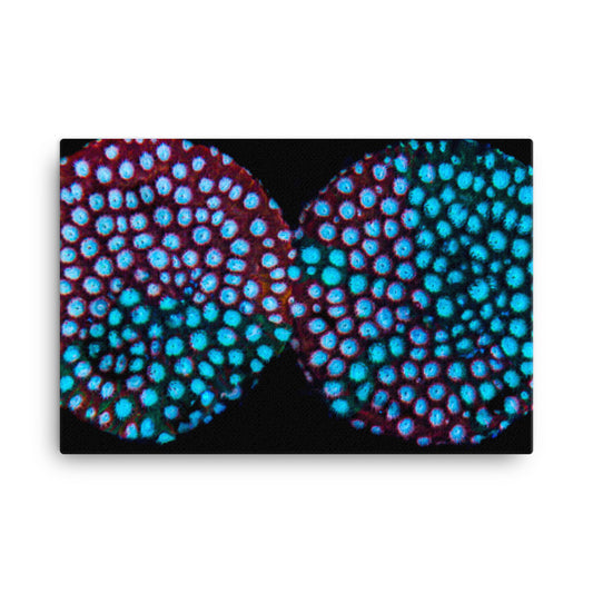 Hypnosis  - Canvas - Coral Reef Photography Art