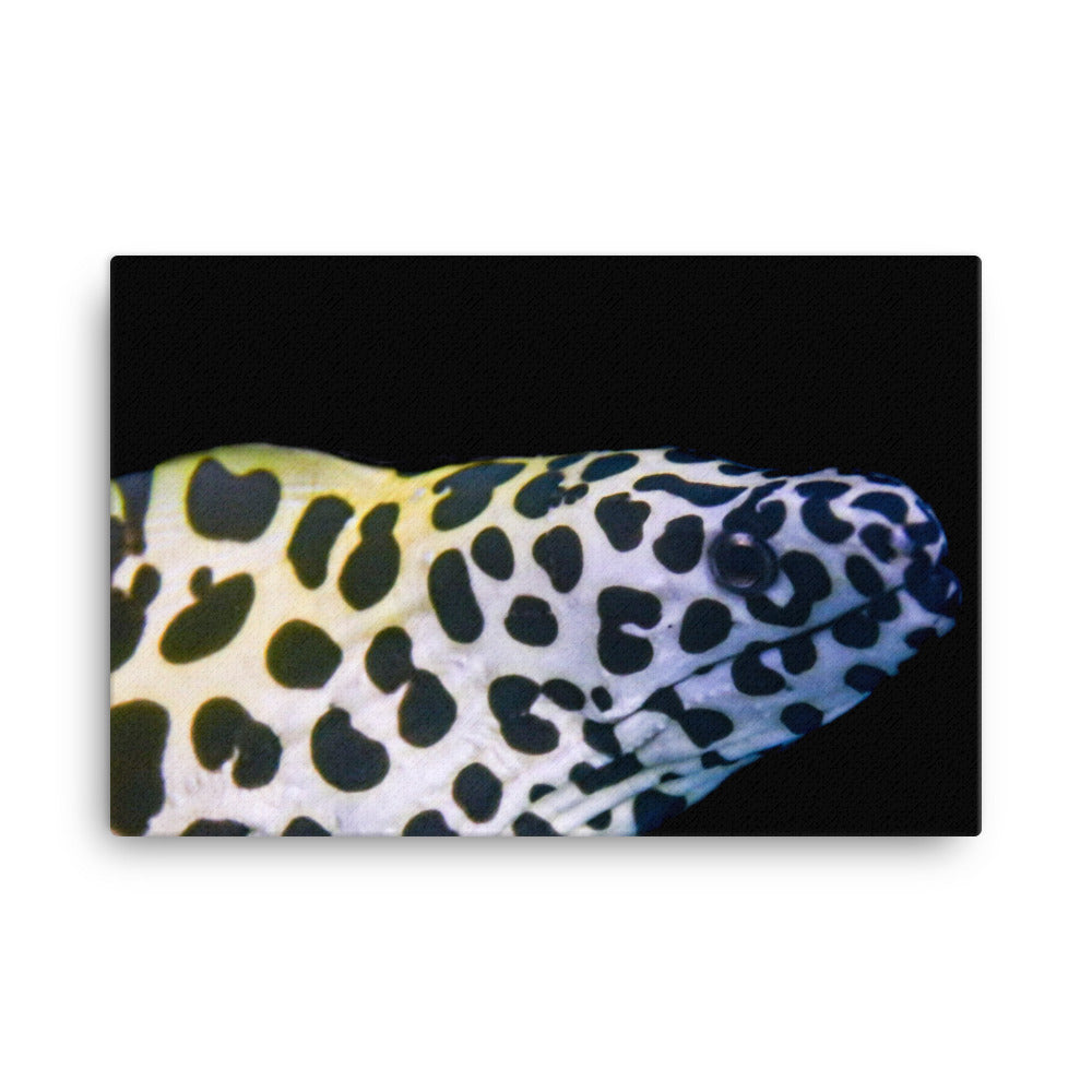 Blue In The Face - Canvas - Coral Reef Photography Art