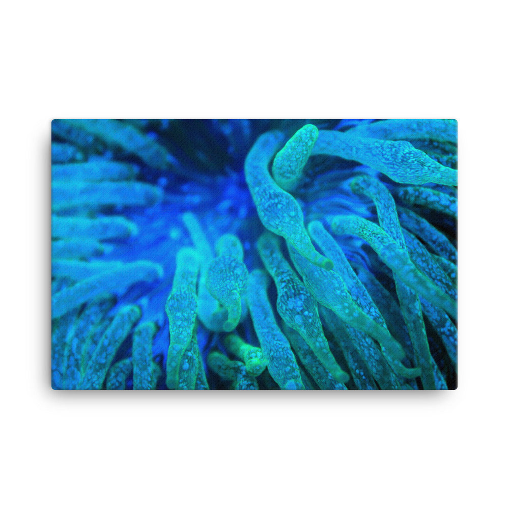 Acid Locs - Canvas - Coral Reef Photography Art