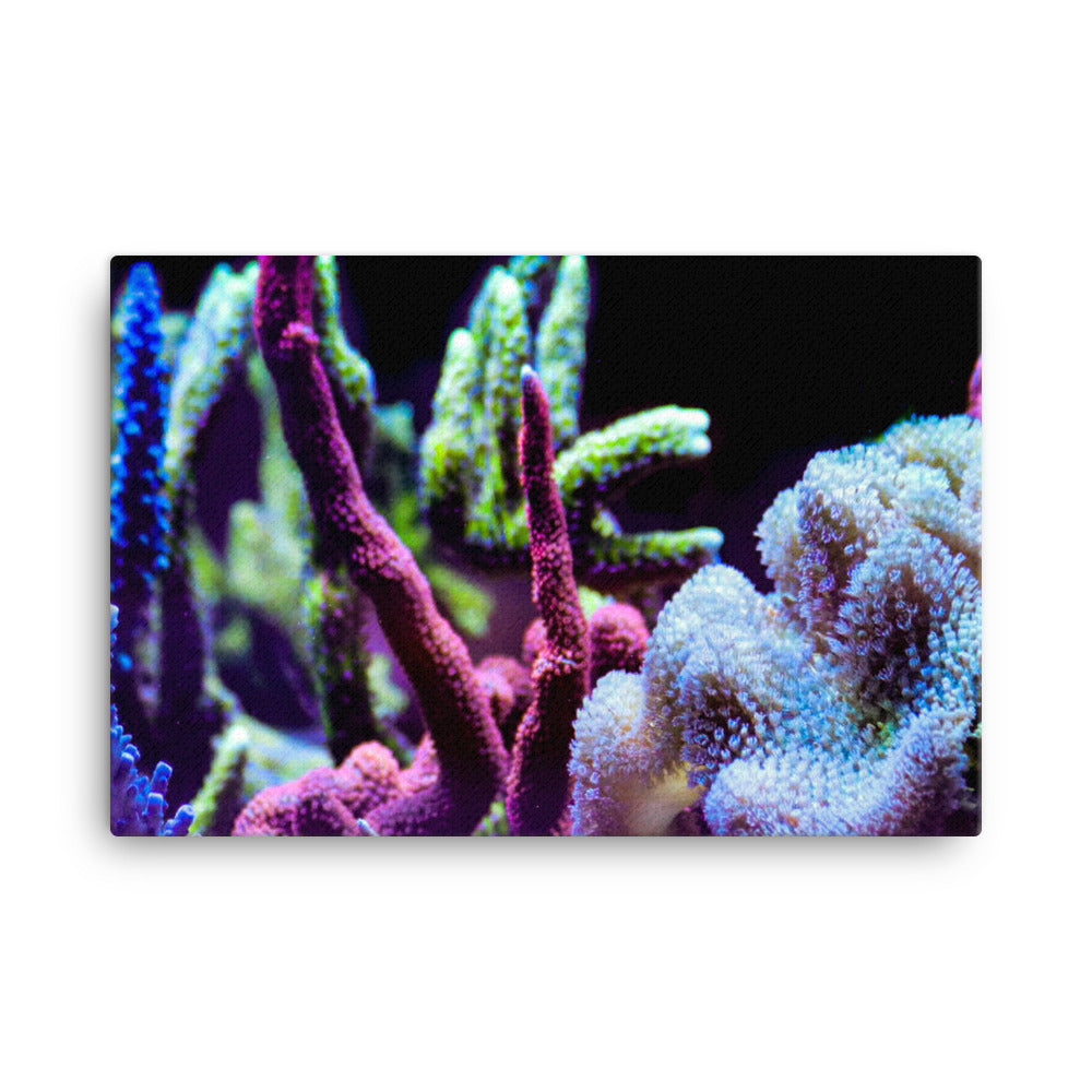 Fairy Garden  - Canvas - Coral Reef Photography Art