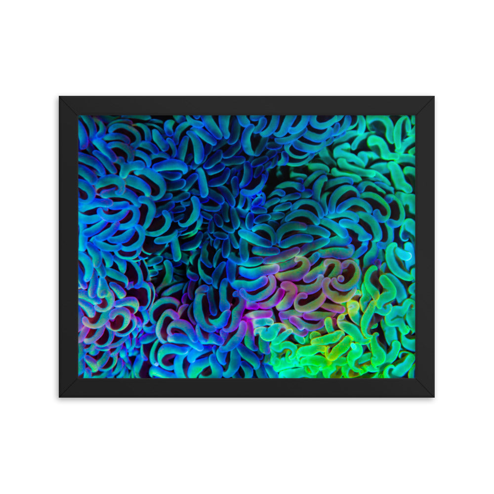 Aurora - Framed Fine Art Print - Coral Reef Photography Art