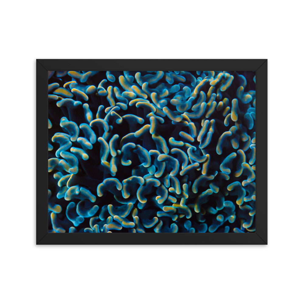 Below The Horizon - Framed Fine Art Print - Coral Reef Photography Art