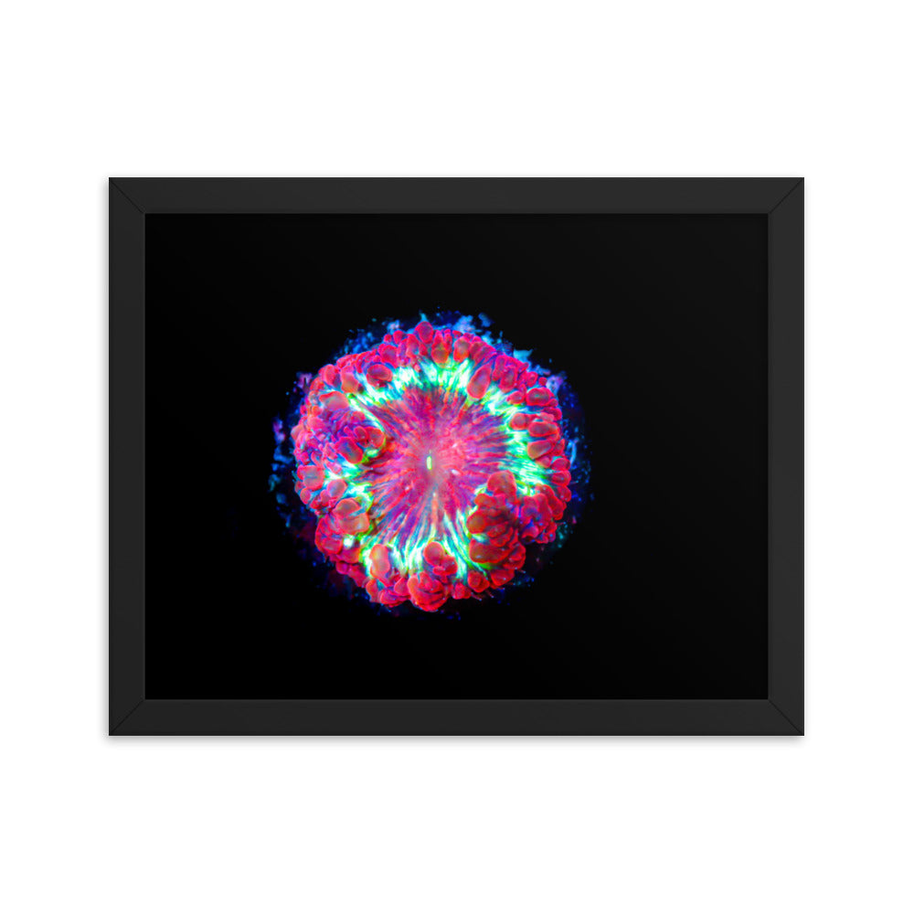 Blastonova - Framed Fine Art Print - Coral Reef Photography Art