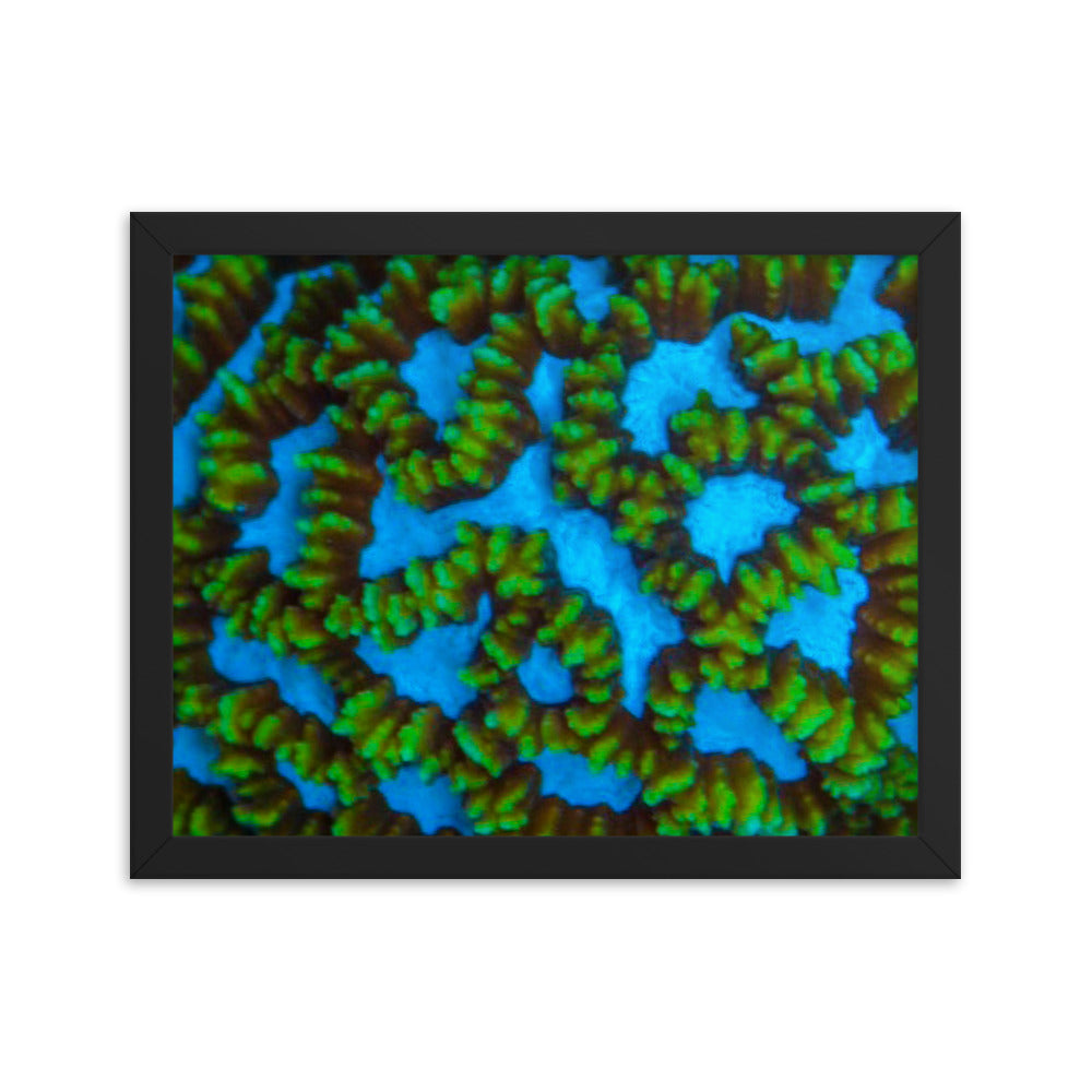 Blue Domino - Framed Fine Art Print - Coral Reef Photography Art