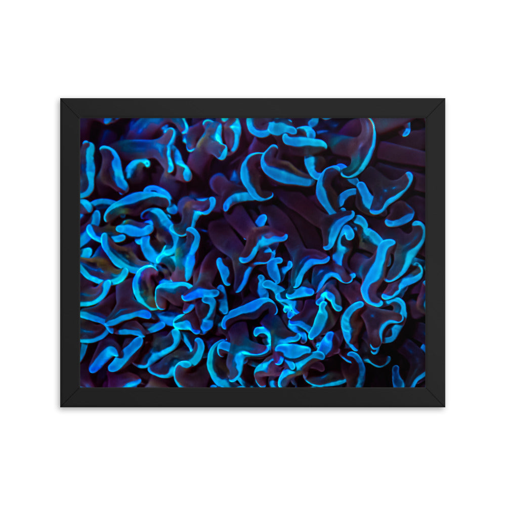 Chocolate Tides  - Framed Fine Art Print - Coral Reef Photography Art