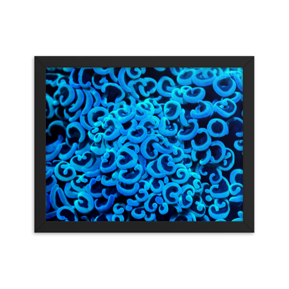 Cupid's Curls  - Framed Fine Art Print - Coral Reef Photography Art