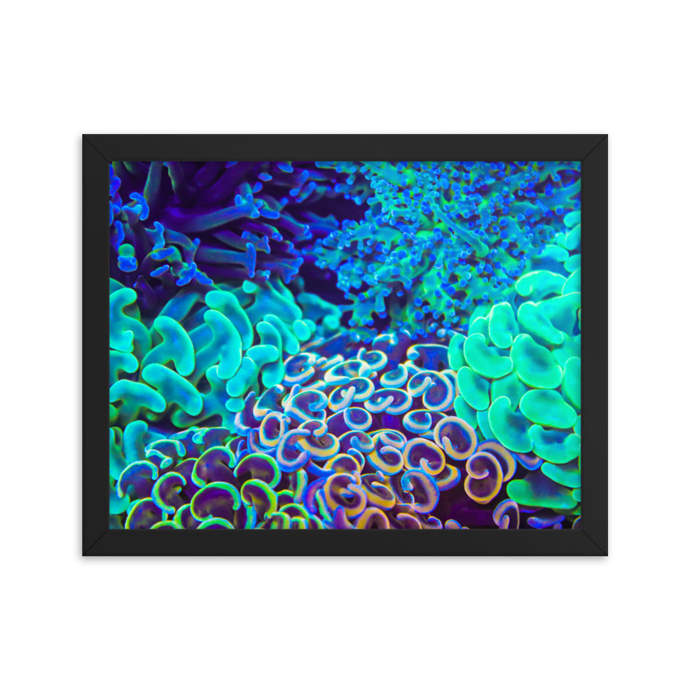 Coral Bouquet - Framed Fine Art Print - Coral Reef Photography Art