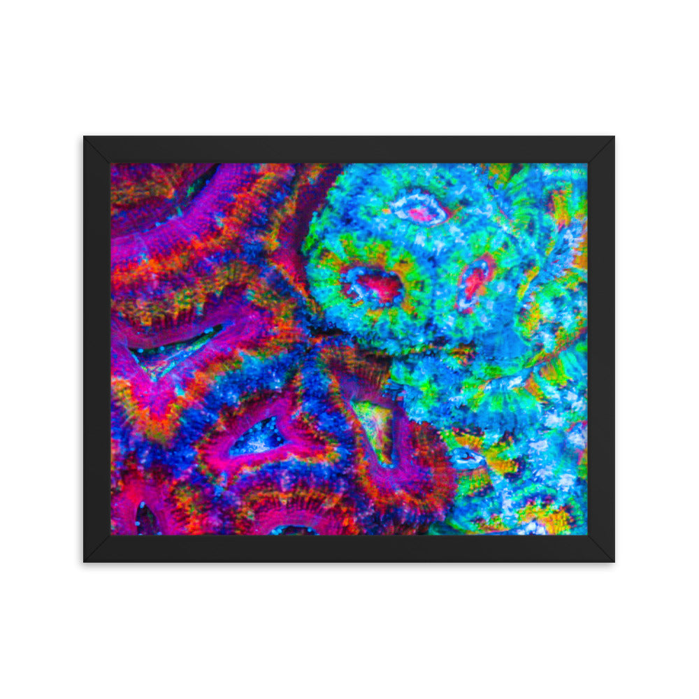 DreamWeaver  - Framed Fine Art Print - Coral Reef Photography Art