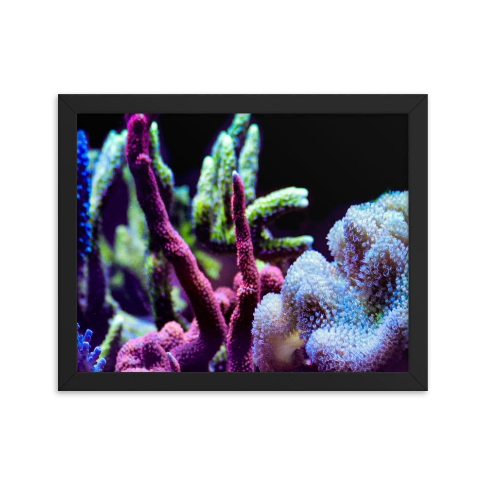 Fairy Garden  - Framed Fine Art Print - Coral Reef Photography Art