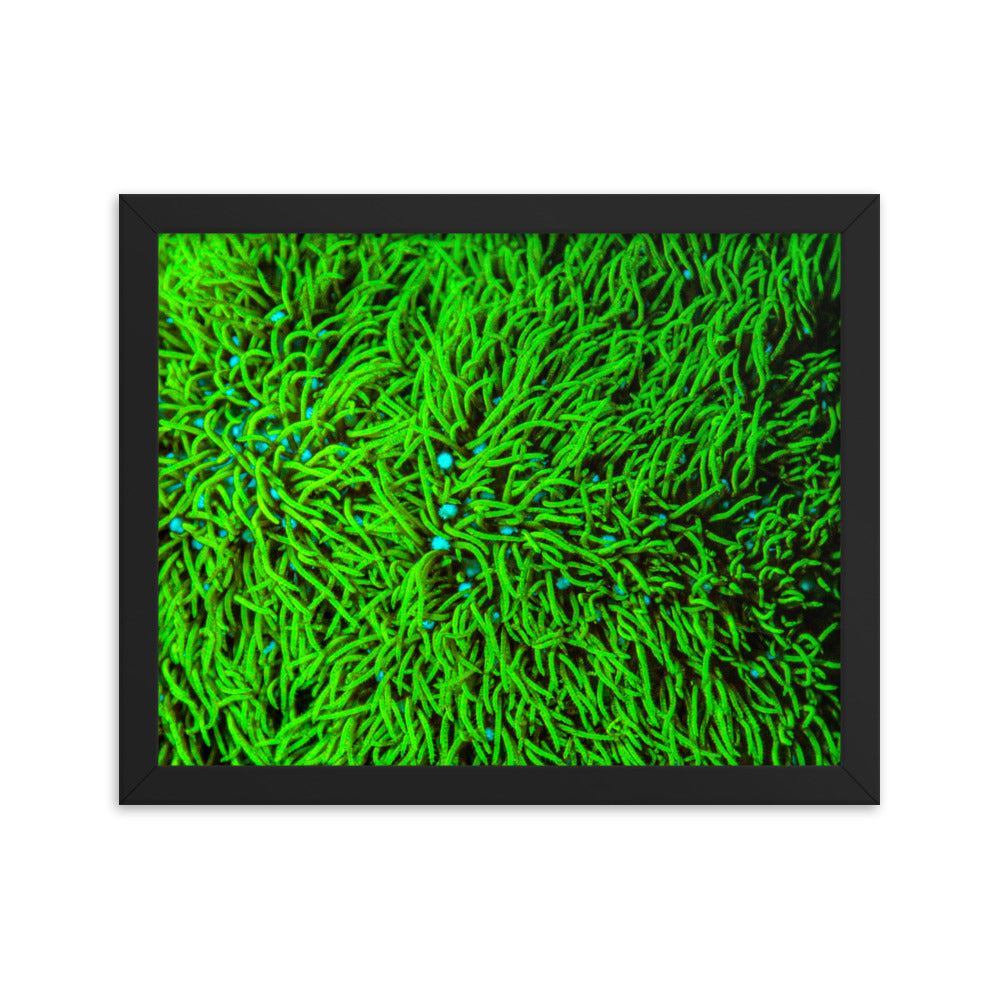 Greener Pastures  - Framed Fine Art Print - Coral Reef Photography Art