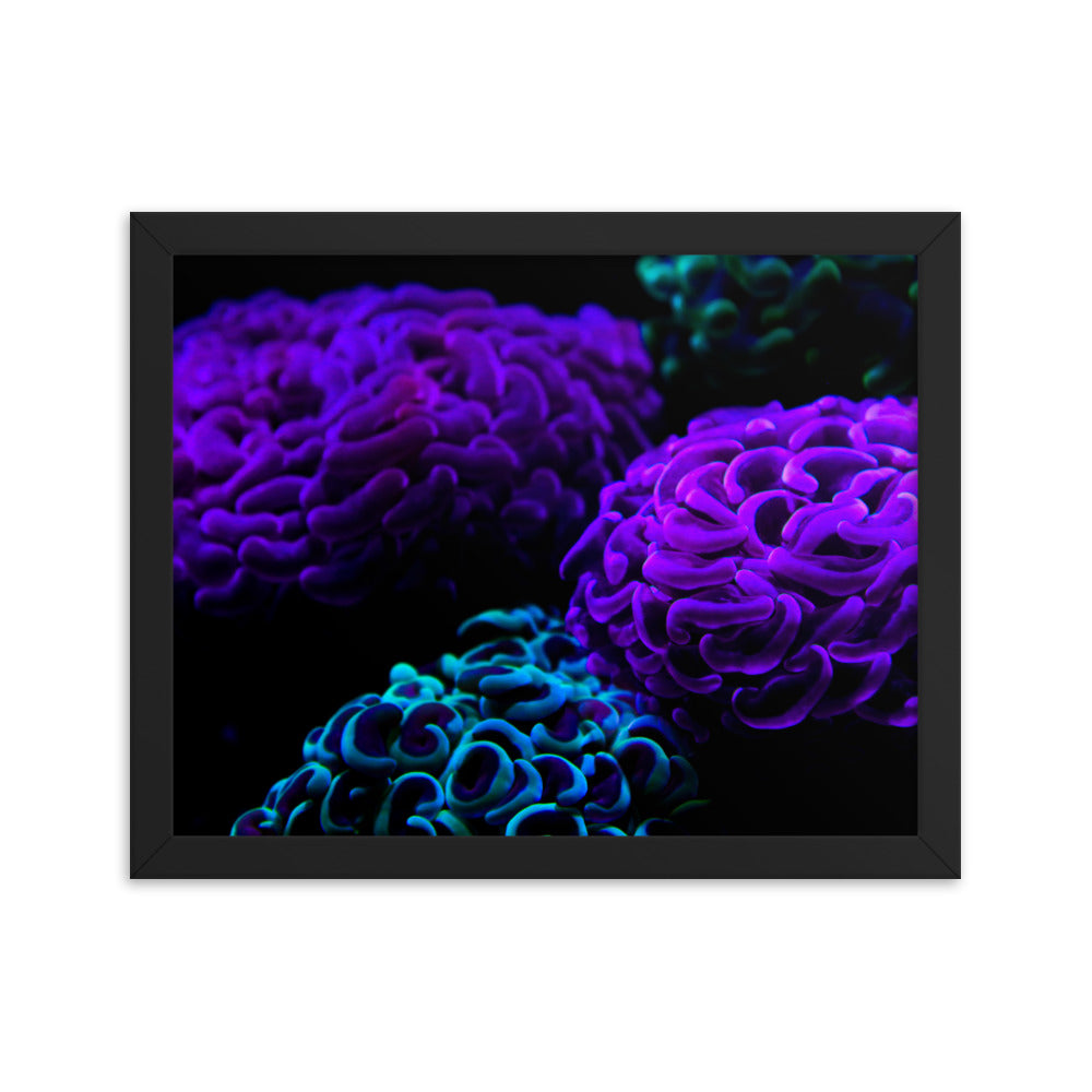 Joanna  - Framed Fine Art Print - Coral Reef Photography Art