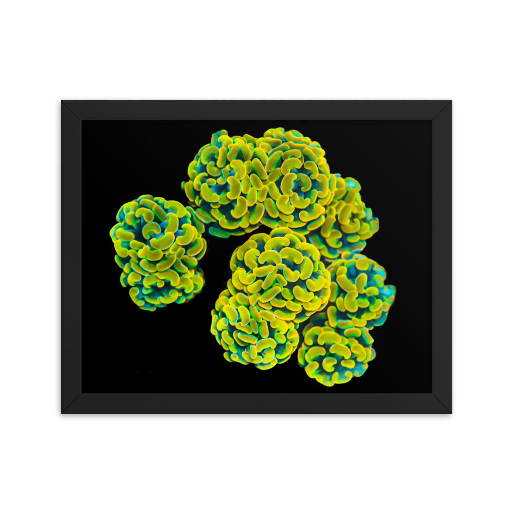 Mystic Marigolds - Framed Fine Art Print - Coral Reef Photography Art