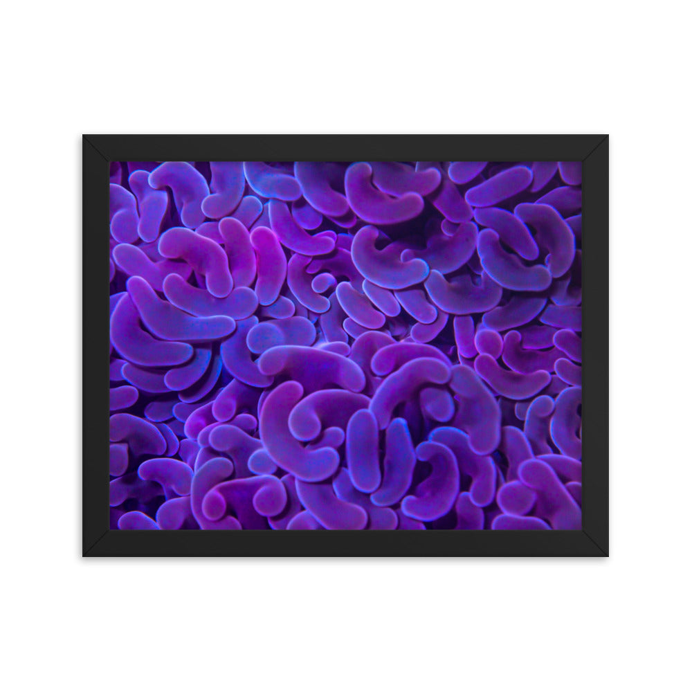 Taro Tide  - Framed Fine Art Print - Coral Reef Photography Art