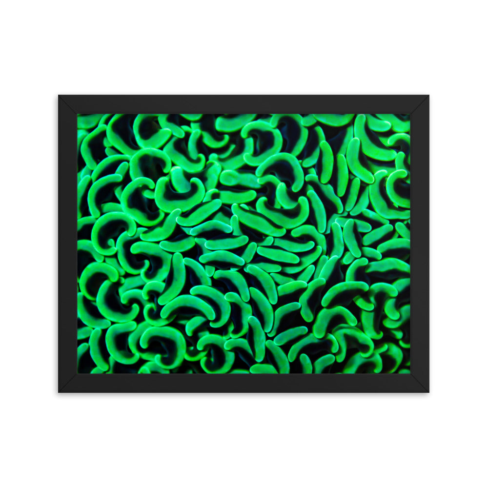 The Riddlers Rug - Framed Fine Art Print - Coral Reef Photography Art