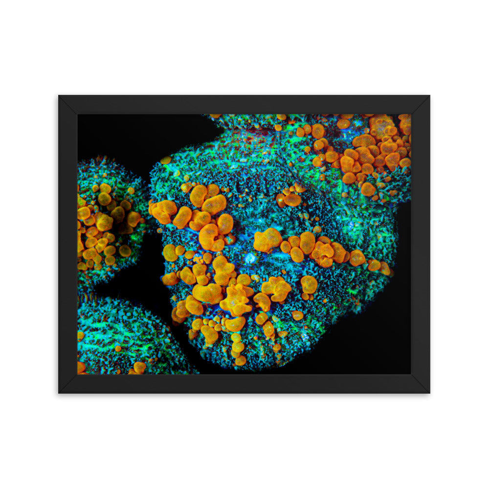 Breakout - Framed Fine Art Print - Coral Reef Photography Art