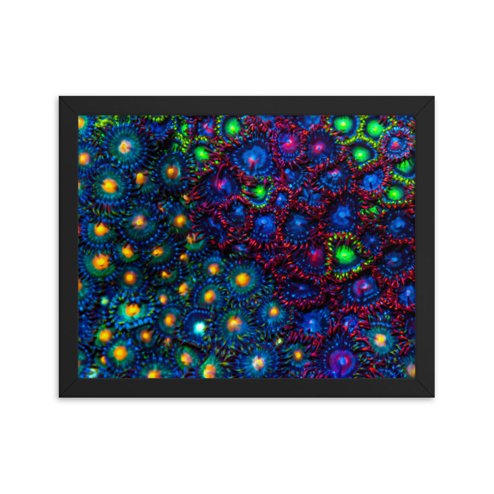 Turf War  - Framed Fine Art Print - Coral Reef Photography Art