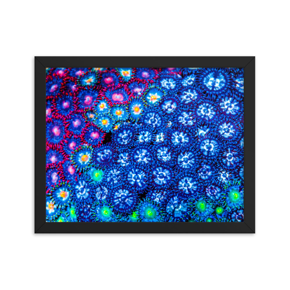 Winter Florals  - Framed Fine Art Print - Coral Reef Photography Art