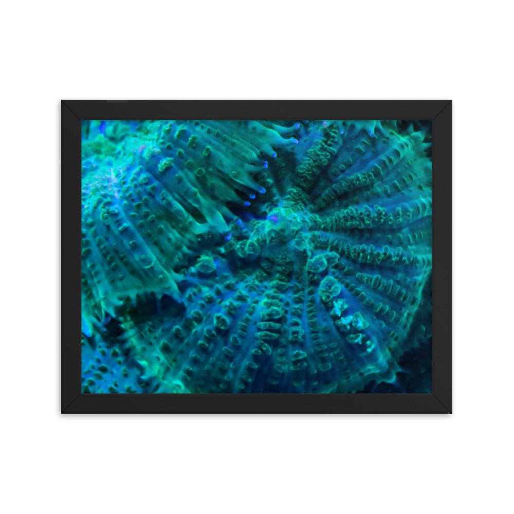 Green Testudo - Framed Fine Art Print - Coral Reef Photography Art