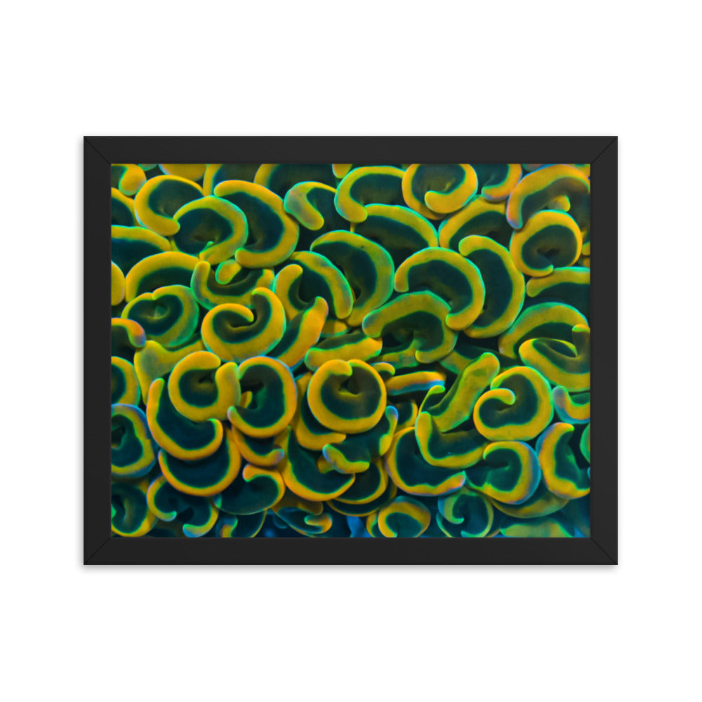Yellow Brick Rainbow Road - Framed Fine Art Print - Coral Reef Photography Art