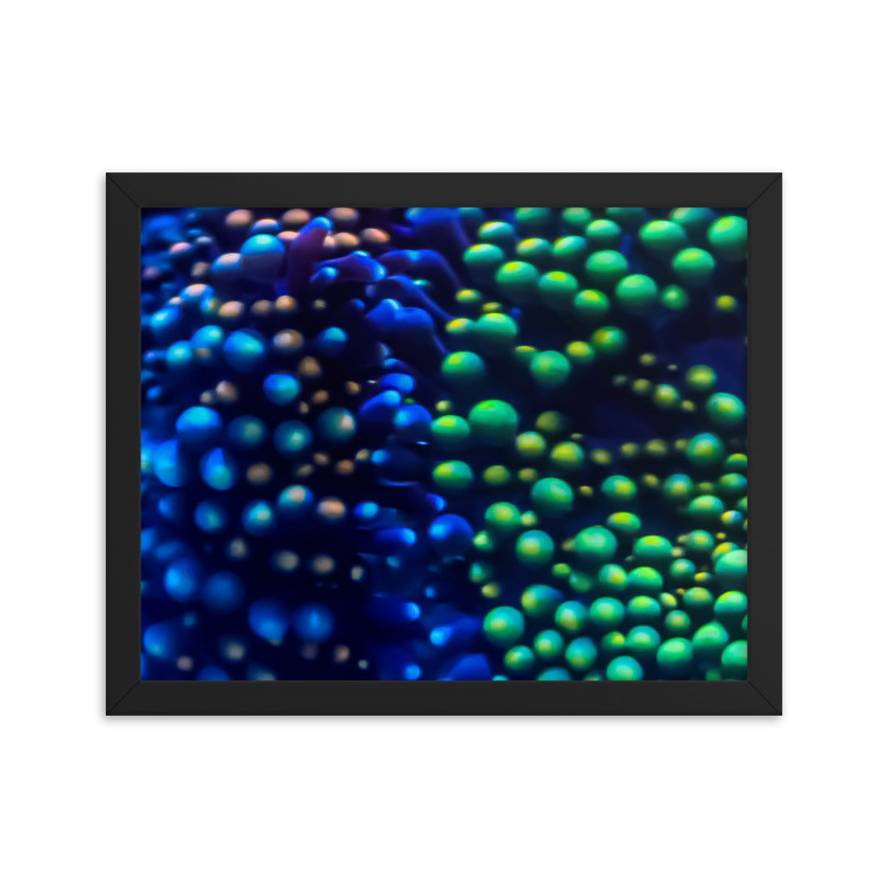 Inside The Equalizer - Framed Fine Art Print - Coral Reef Photography Art