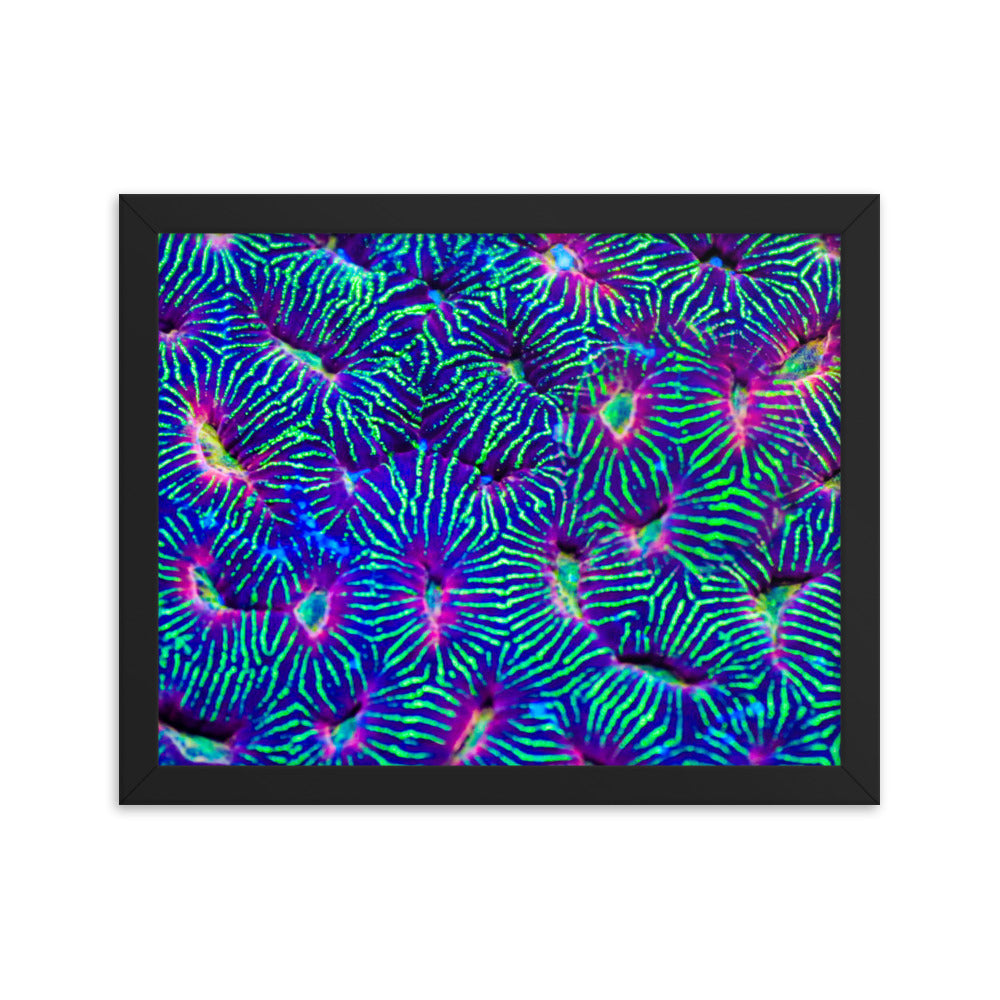 Jungle Stop - Framed Fine Art Print - Coral Reef Photography Art