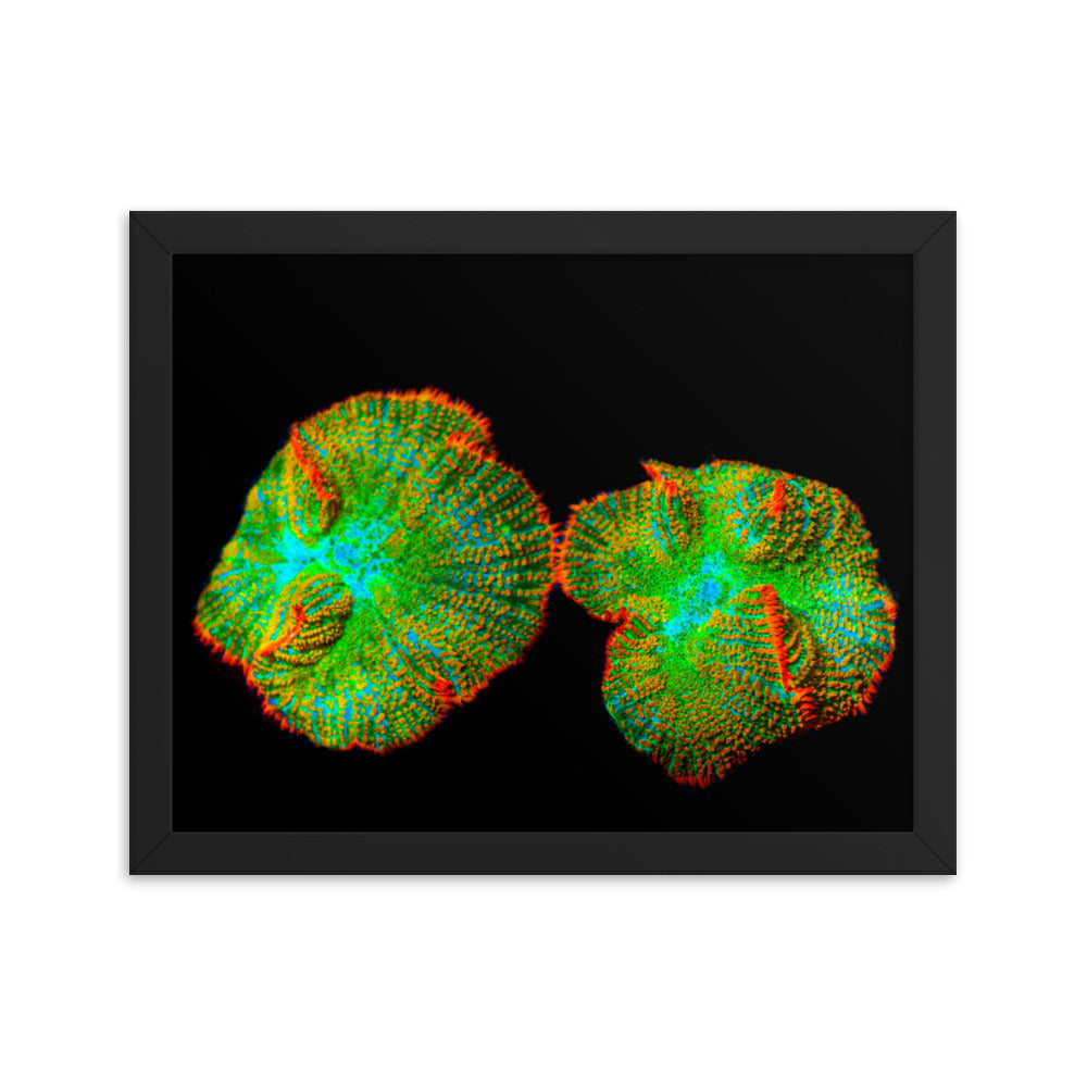 Lizard Frill - Framed Fine Art Print - Coral Reef Photography Art