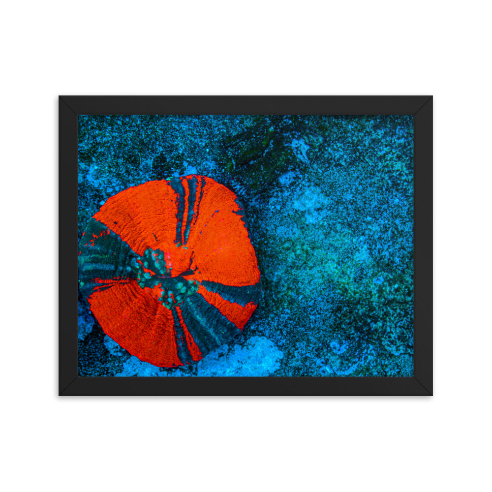 Artic Edge - Framed Fine Art Print - Coral Reef Photography Art