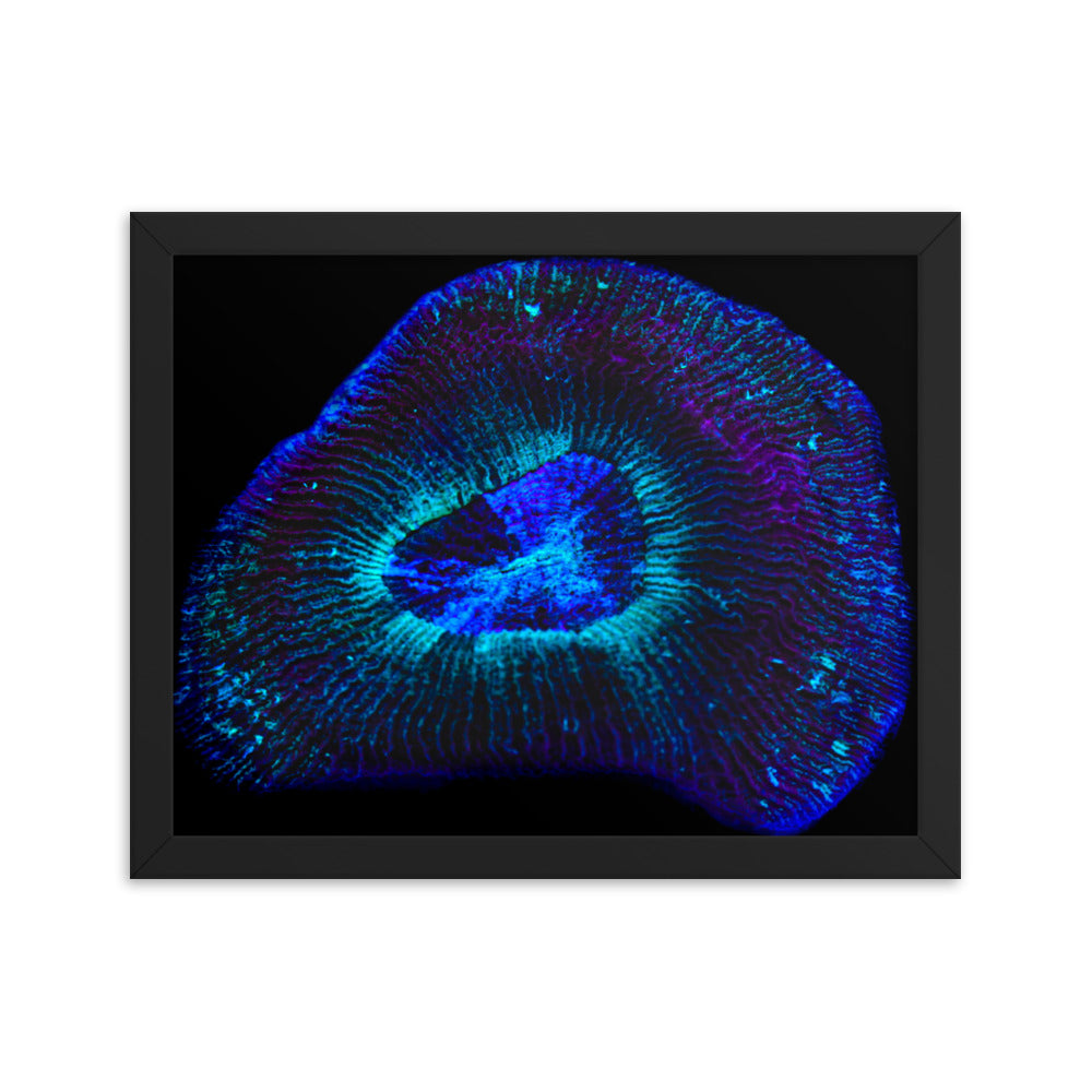 Crown Geode - Framed Fine Art Print - Coral Reef Photography Art
