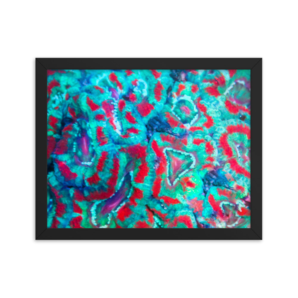 Ferr-Alligator - Framed Fine Art Print - Coral Reef Photography Art