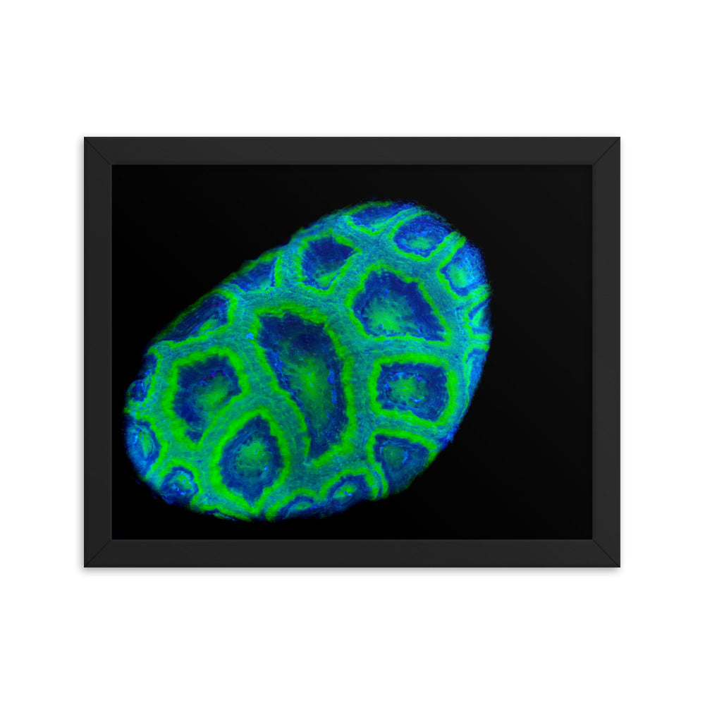 Green Petosky - Framed Fine Art Print - Coral Reef Photography Art