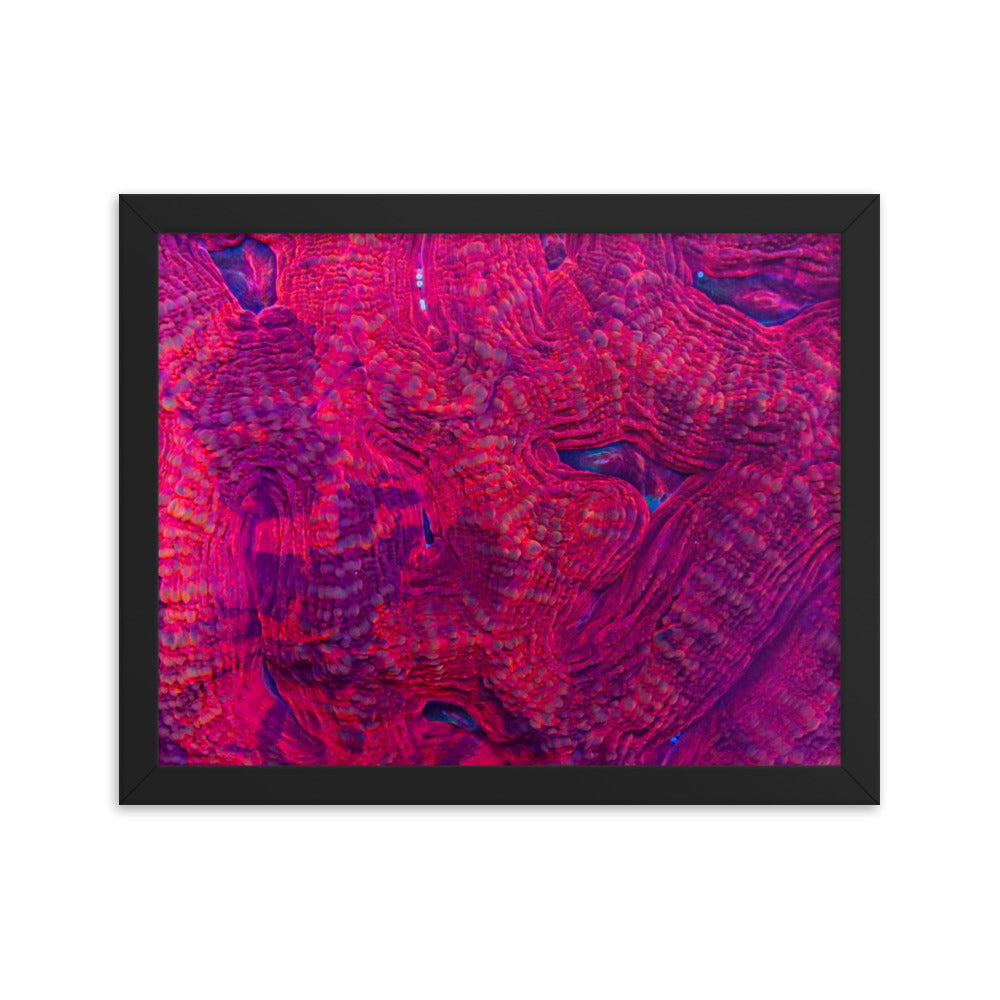 Igneous - Framed Fine Art Print - Coral Reef Photography Art