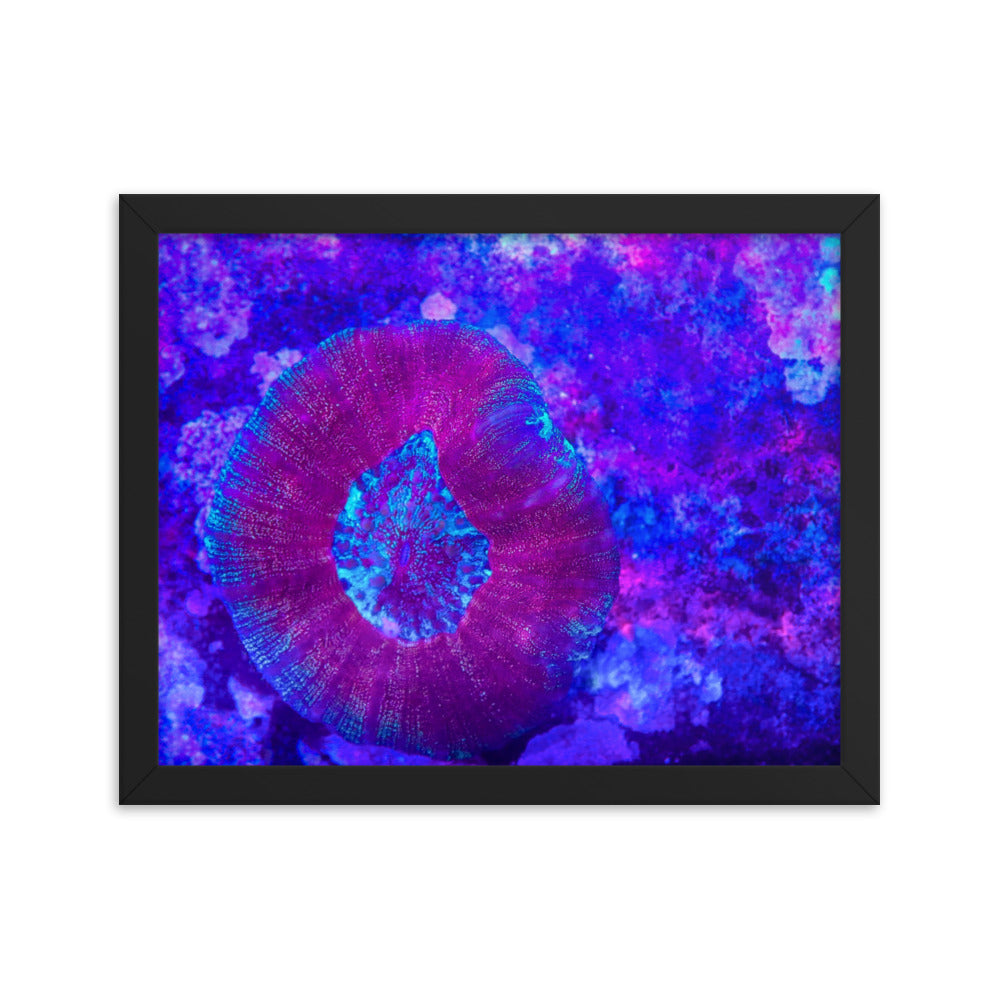 Iridescent Rain - Framed Fine Art Print - Coral Reef Photography Art