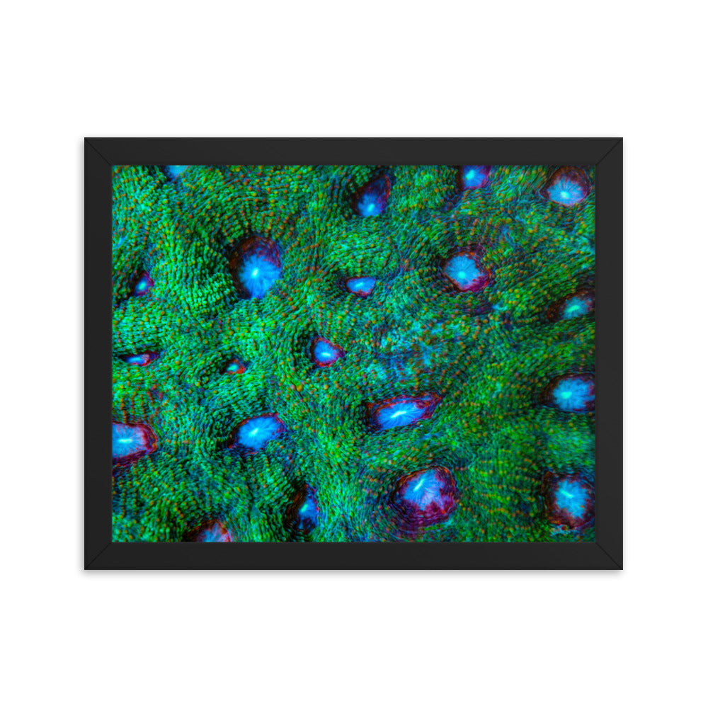 Land Of Ten Thousand Lakes - Framed Fine Art Print - Coral Reef Photography Art