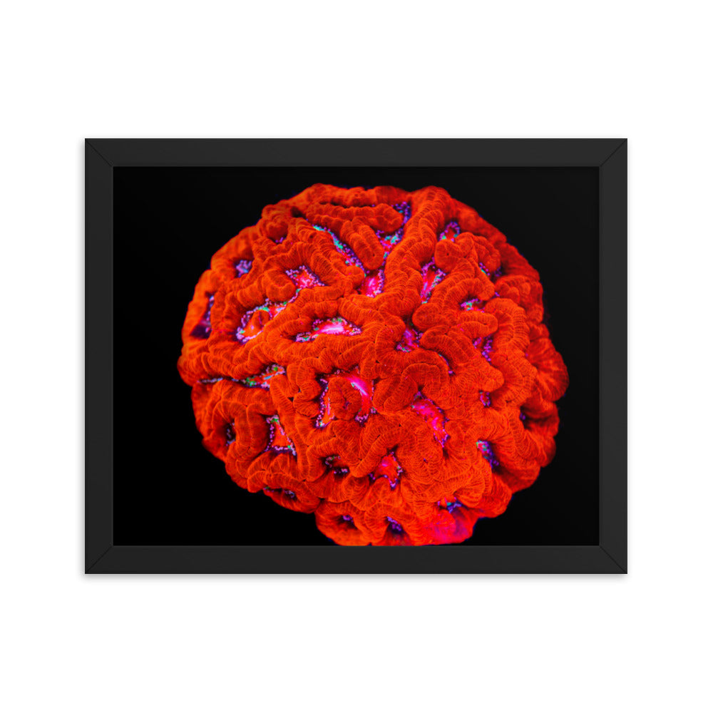Mars' Craniology - Framed Fine Art Print - Coral Reef Photography Art