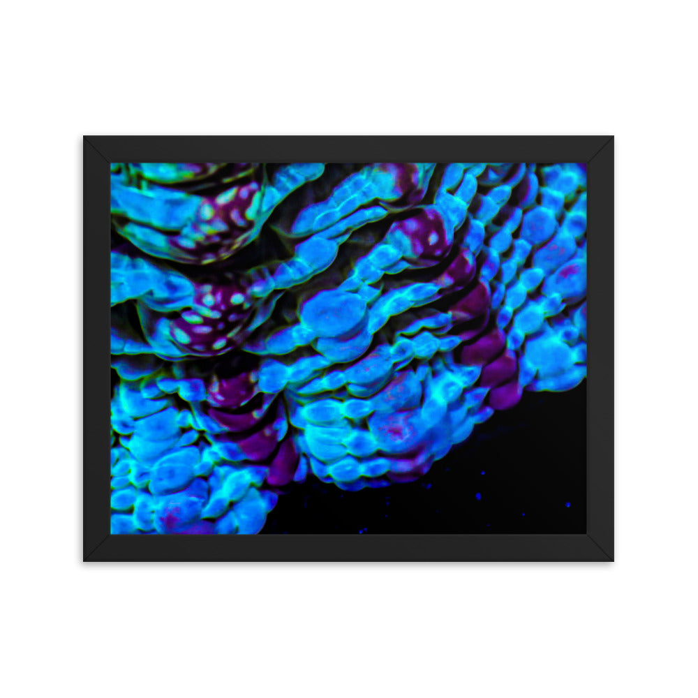Nebulous Edge  - Framed Fine Art Print - Coral Reef Photography Art