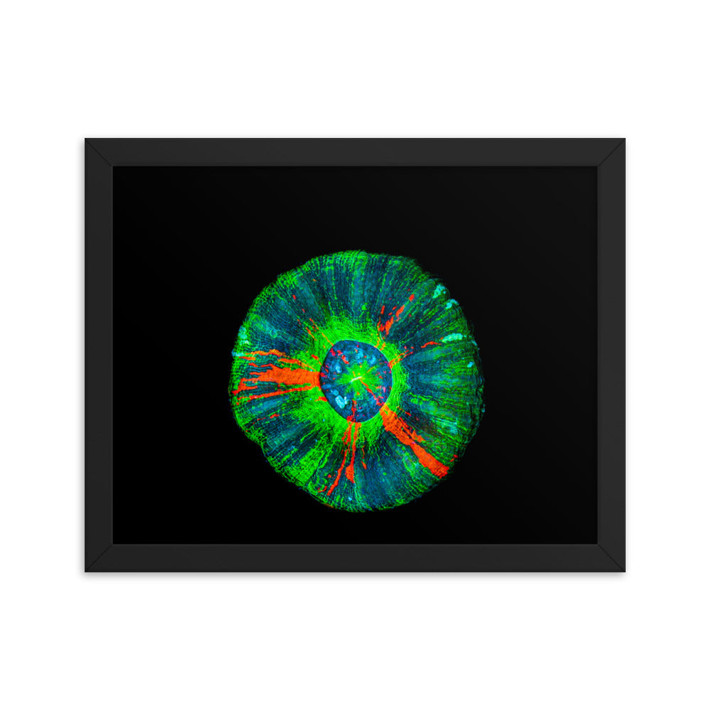 Oculus - Framed Fine Art Print - Coral Reef Photography Art