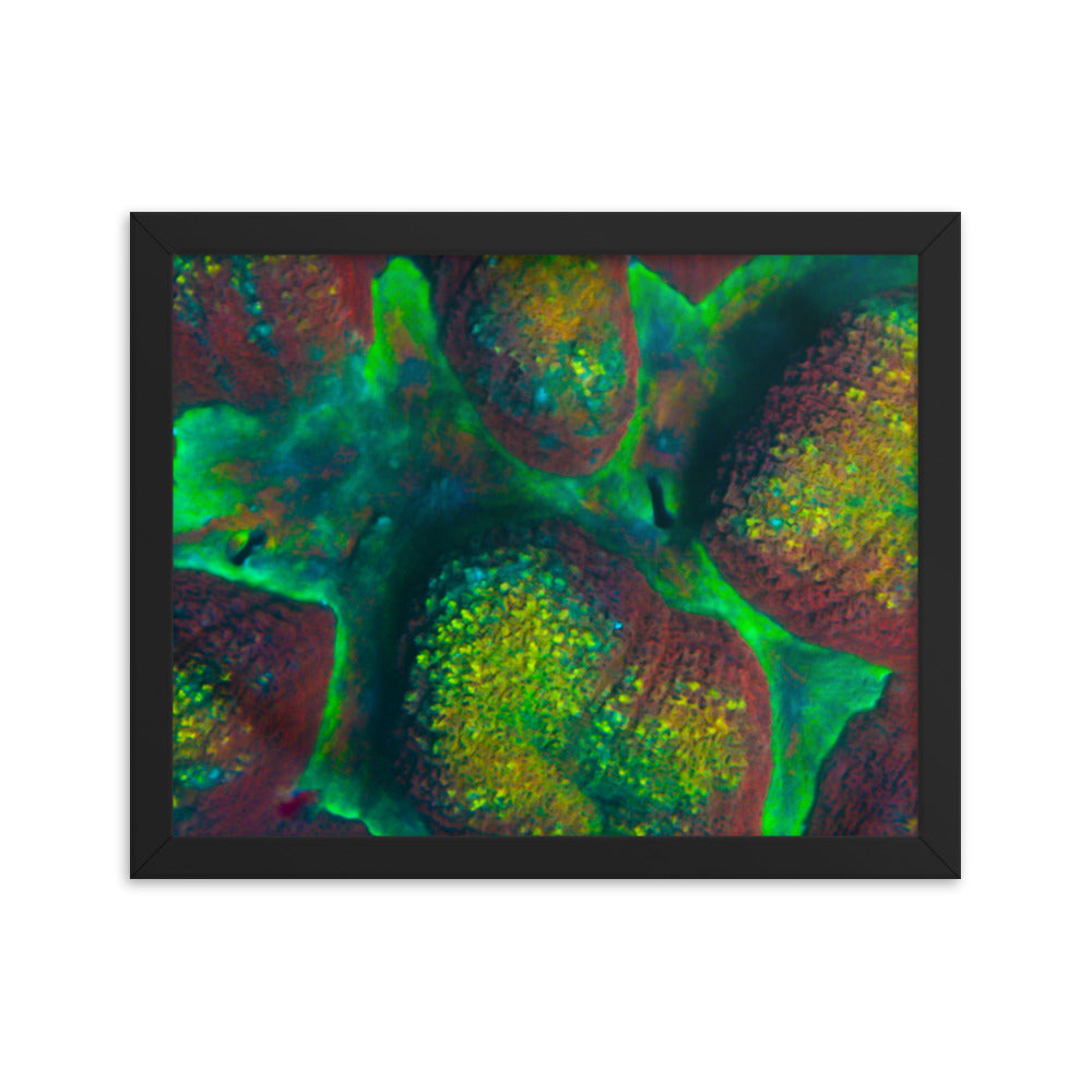 Rainbow Riverside - Framed Fine Art Print - Coral Reef Photography Art