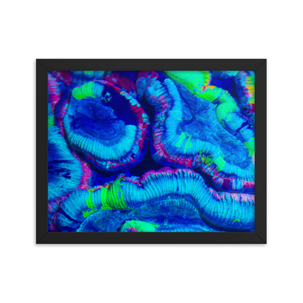 Rave Paint - Framed Fine Art Print - Coral Reef Photography Art