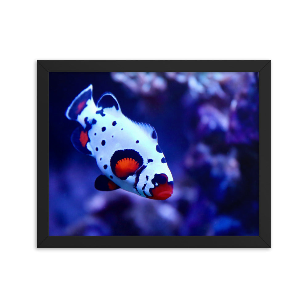 Ocellated Jester - Framed Fine Art Print - Coral Reef Photography Art