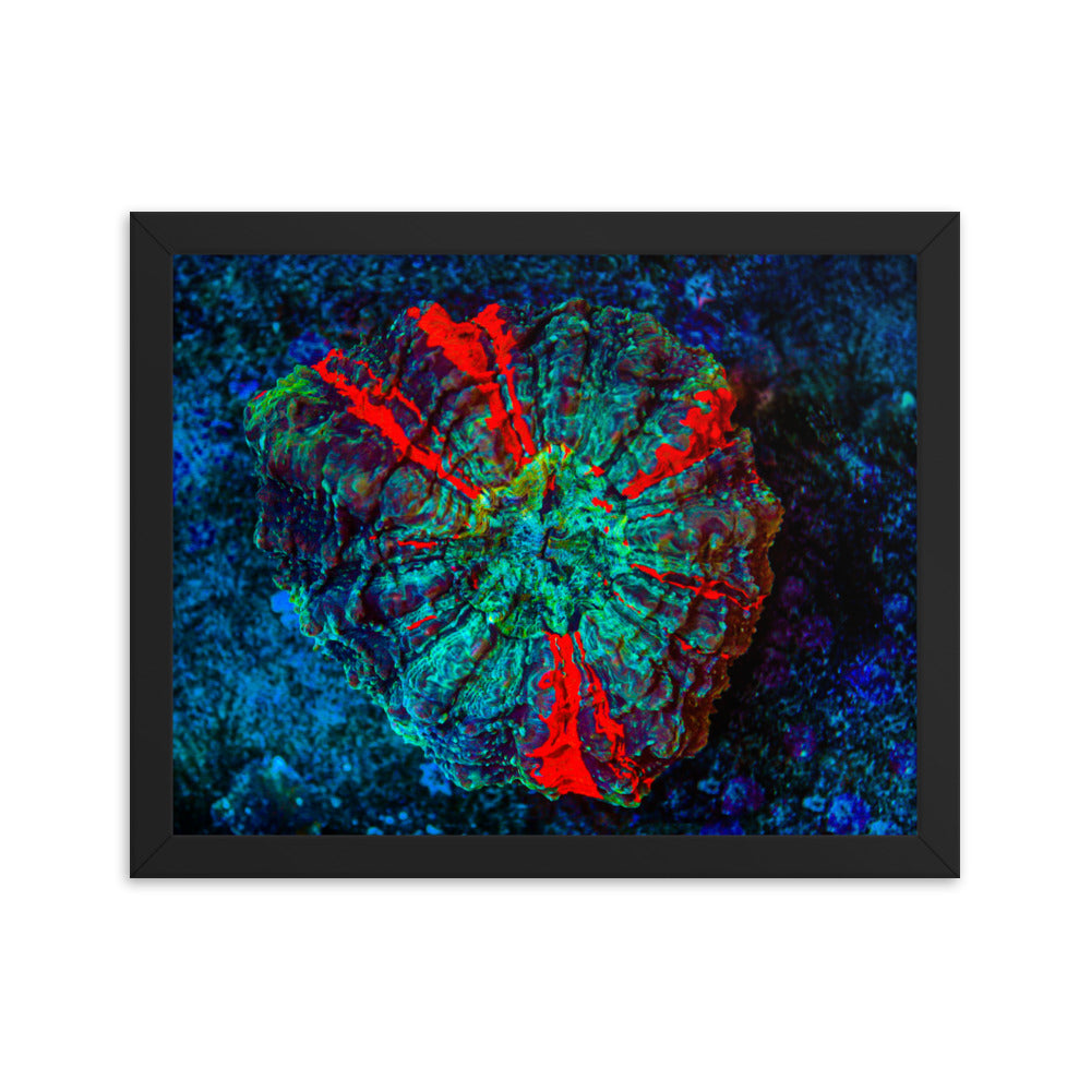Red Radial - Framed Fine Art Print - Coral Reef Photography Art