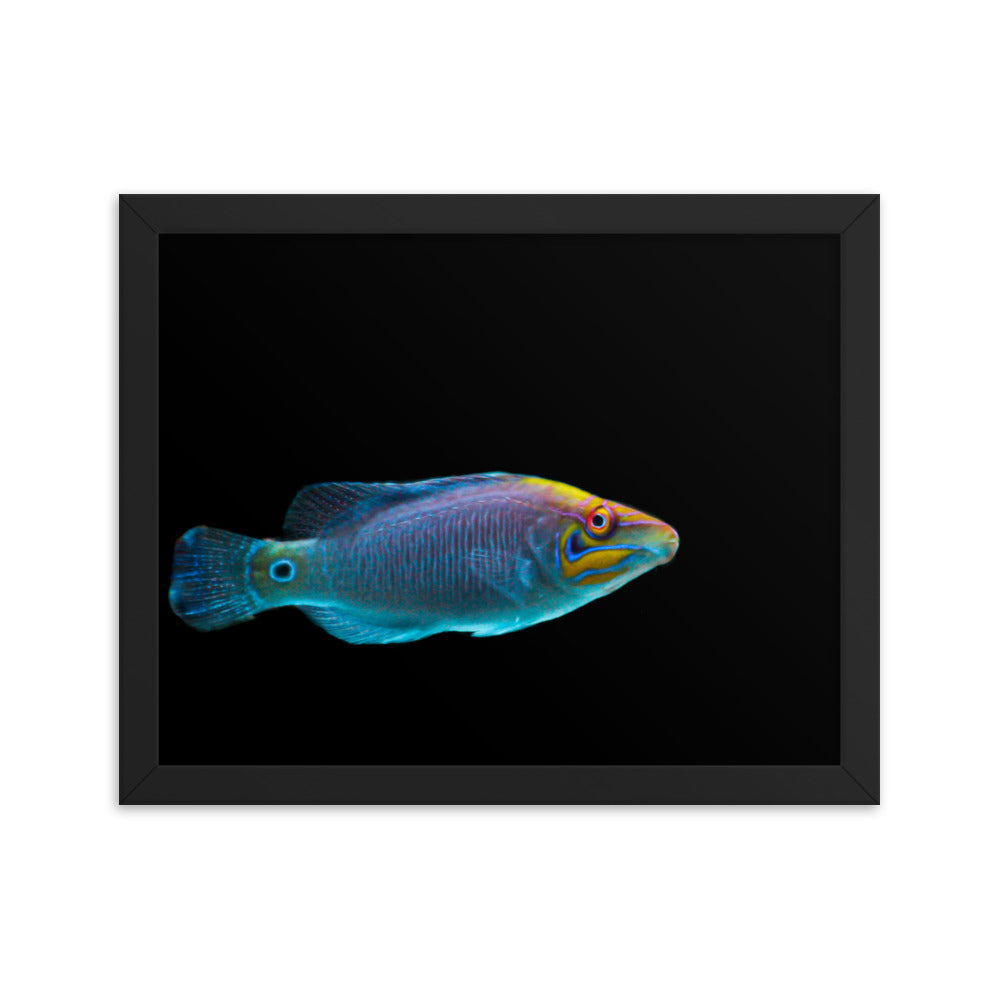 Fluores-Face - Framed Fine Art Print - Coral Reef Photography Art
