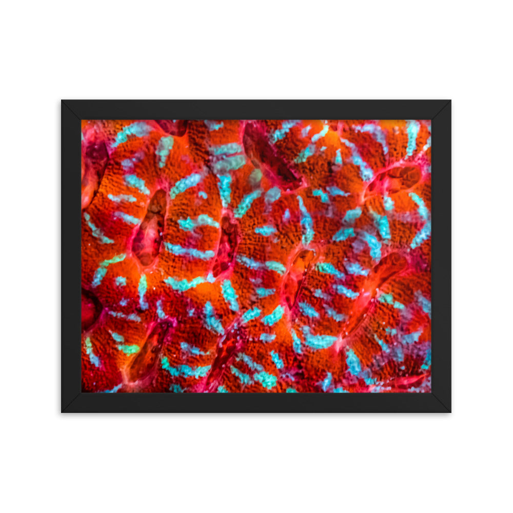 Turquoise Conchas - Framed Fine Art Print - Coral Reef Photography Art